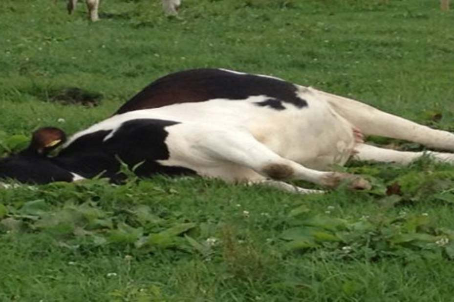 cow-death43435.jpg