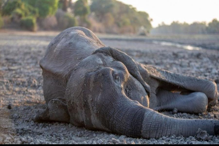 elephant.jpg