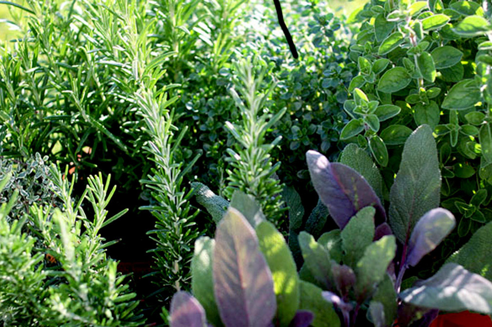 herbal-crops-in-nepal.jpg