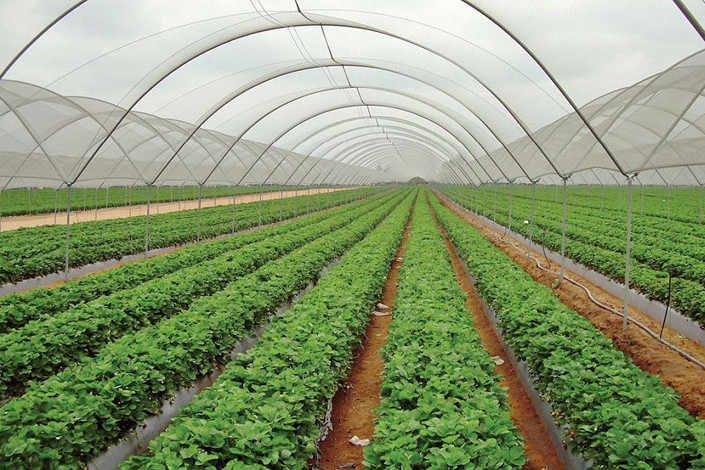 krishi-pocket-agriculture.jpg