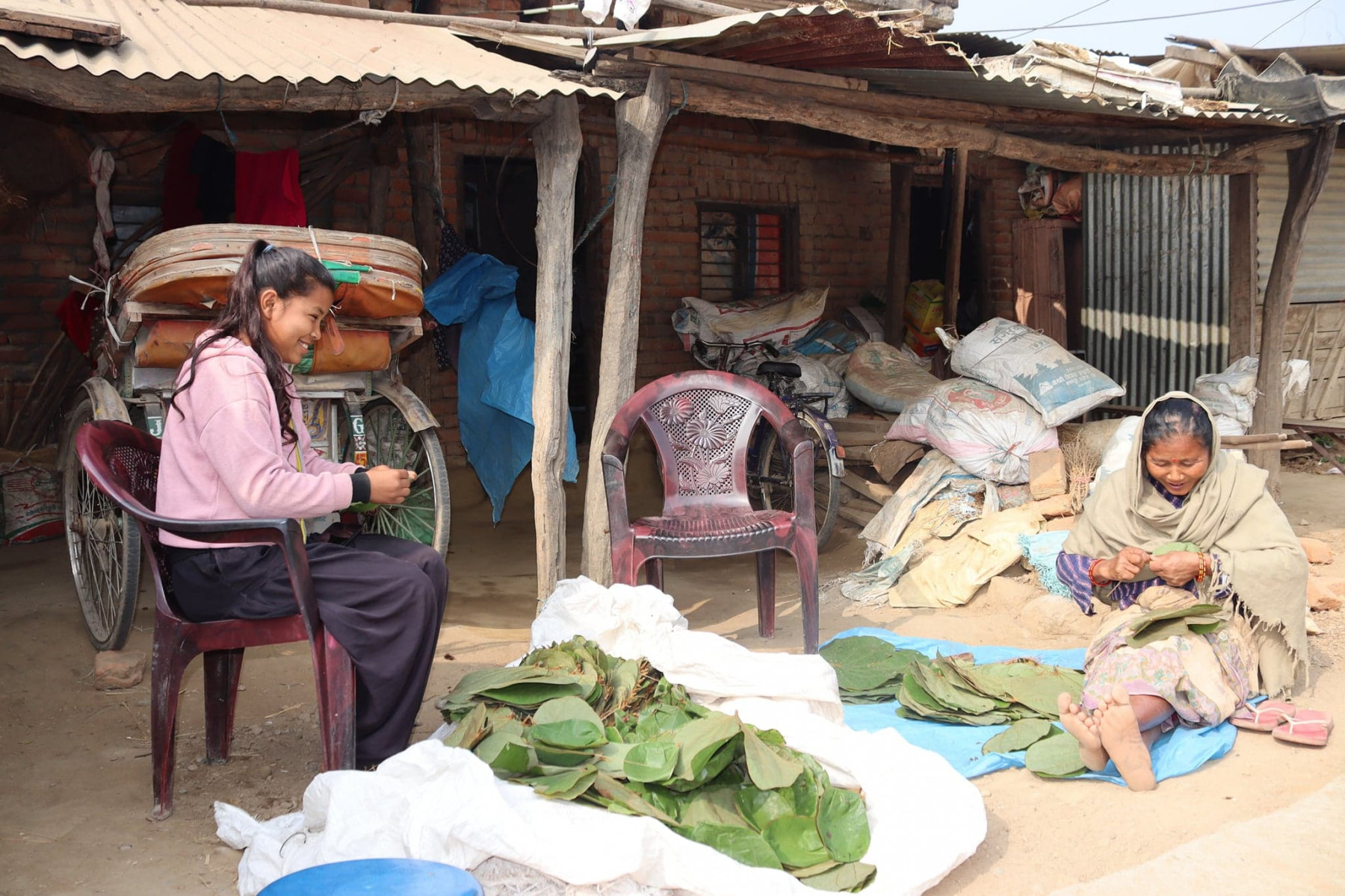 माघीका लागि पात गाँस्दै