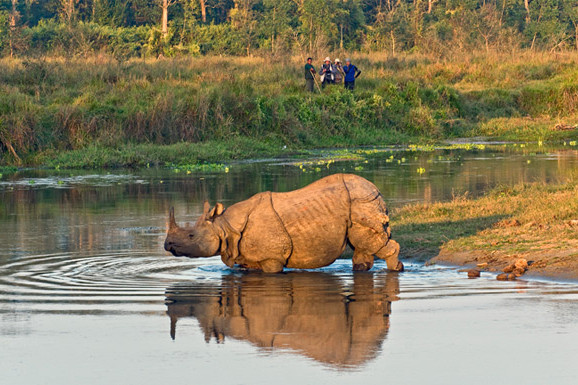 rhinoce.jpg