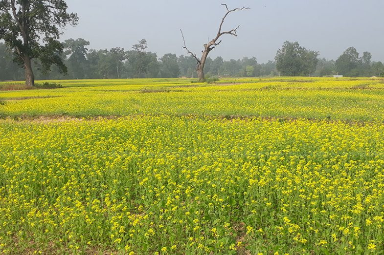 प्रतिकात्मक तस्वीर