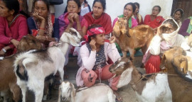 अर्घाखाँचीको सन्धिखर्क नगरपालिका–७ भुजुङ्गेका पहिरो प्रभावित ३९ दलित  परिवारमा आय वृद्धि गर्न बाख्रा वितरण गरिएको छ ।