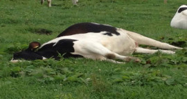 cow-death43435.jpg