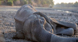 elephant.jpg
