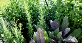 herbal-crops-in-nepal.jpg