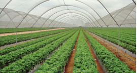 krishi-pocket-agriculture.jpg