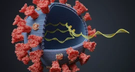 novel-coronavirus-can-undergo-mutations-that-may-make-it-more-deadly-contagious-says-study.webp