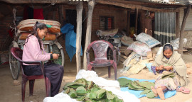 माघीका लागि पात गाँस्दै