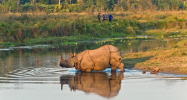 rhinoce.jpg