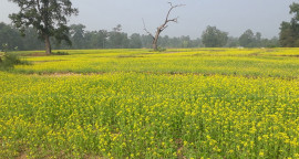 प्रतिकात्मक तस्वीर