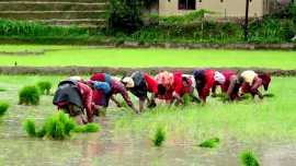 फाइल तस्वीर
