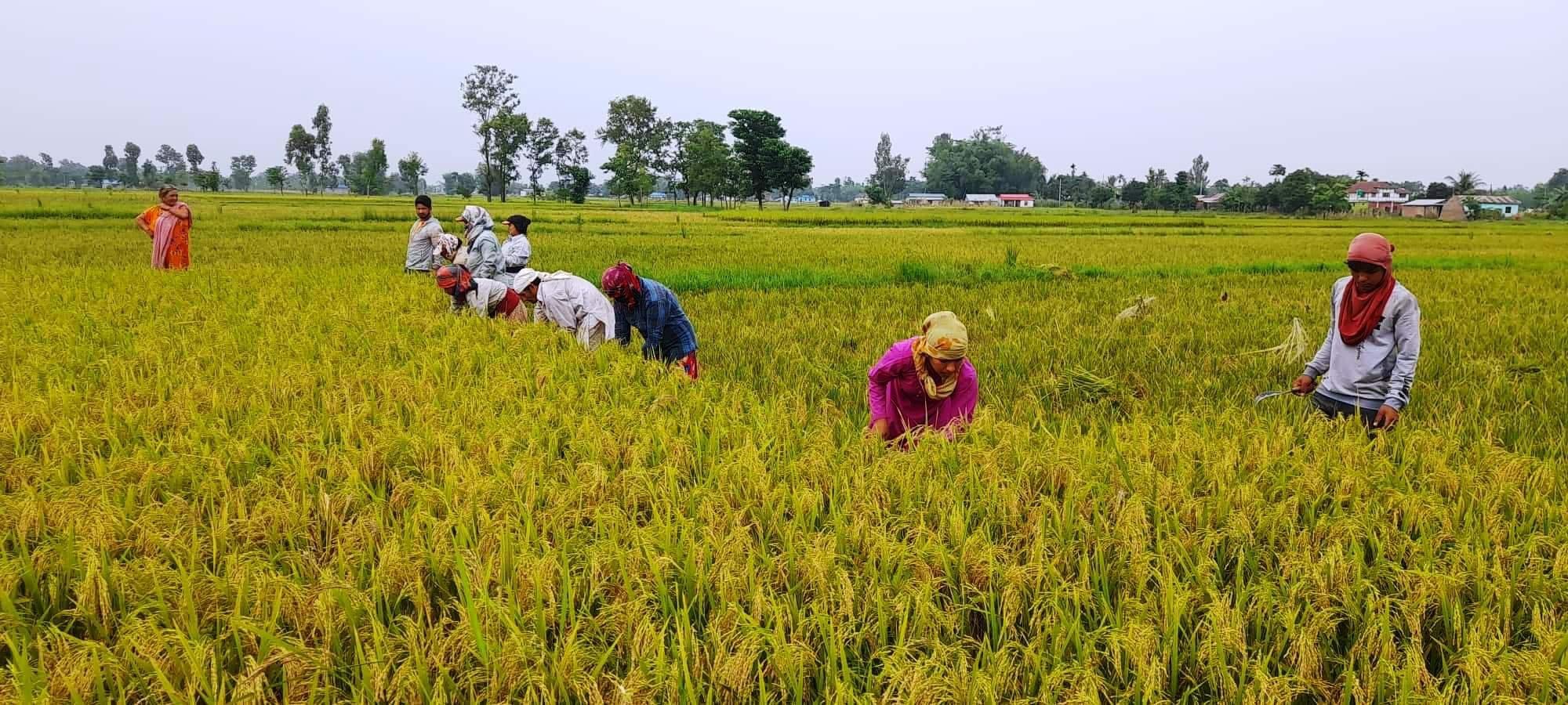 मनसुन लम्बियोः ‘धान नकाटौँ, काटेको भए भित्र्याइहालौँ’