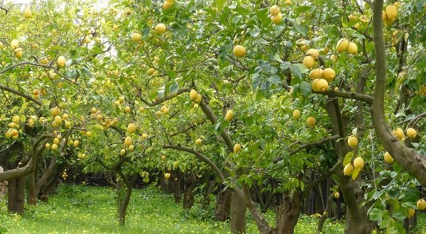 बाँझो खेतमा कागती खेती गर्दै तुलसीपुरका युवा