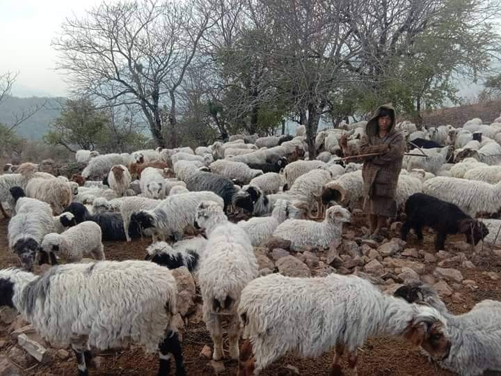 चिसाे छल्न दाङ ल्याइएका भेंडा उपचार नपाएर मर्न थाले