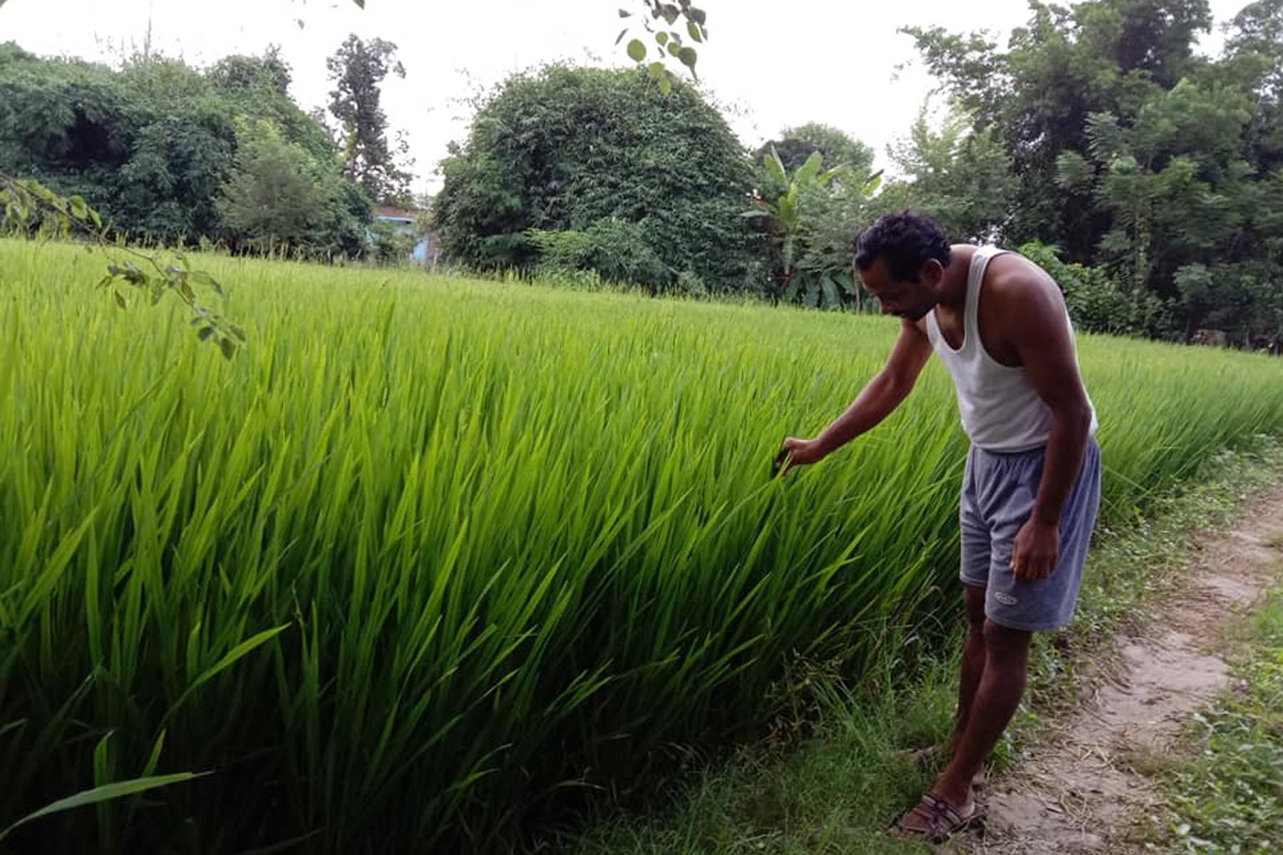 गरिमा धानको बीऊका कारण क्षति बेहोर्ने किसानले पाएनन् क्षतिपूर्ति