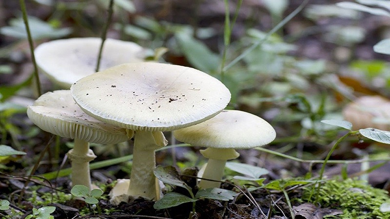 जंगली च्याउ खाँदा एकै परिवारका ३ जना बिरामी