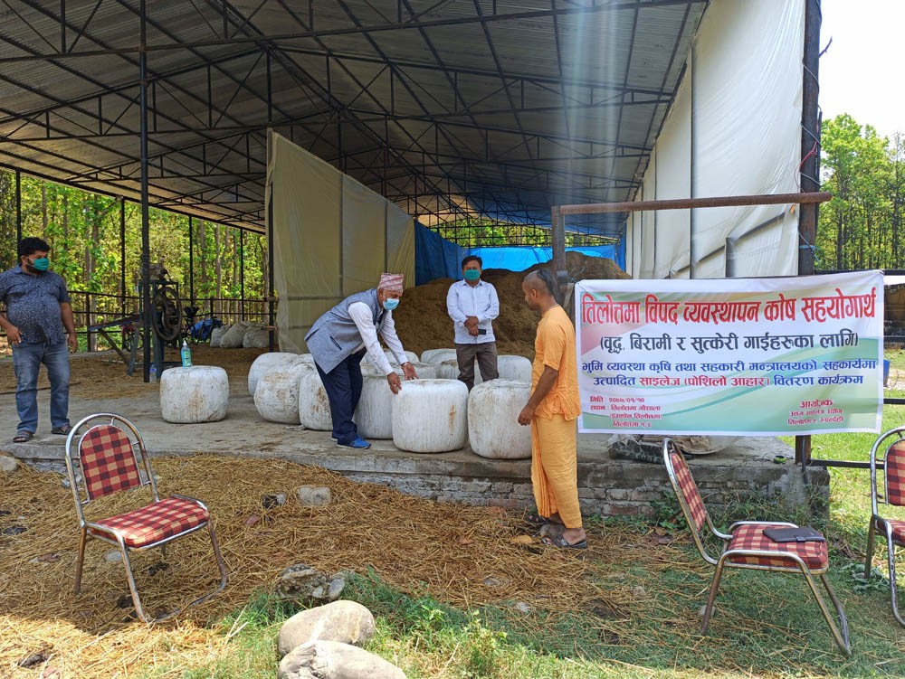 गौशालाका गाईका लागि पौष्टिक आहार