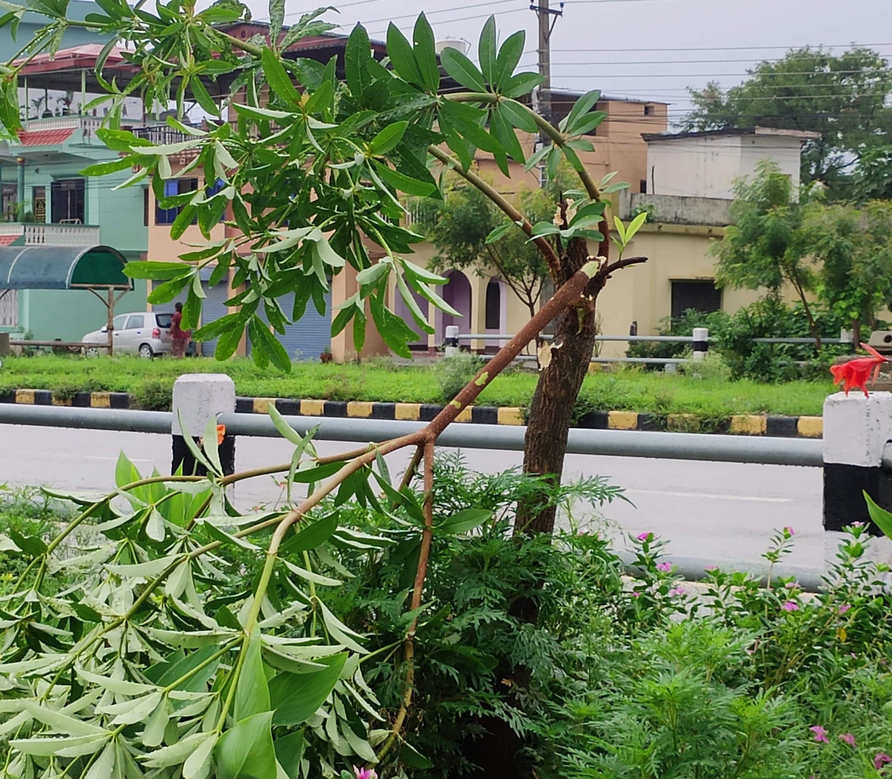 कसले काट्यो तिलोत्तमाको सडकमा हरियाली बनाउन लगाएका ३२ वटा बिरुवा ?