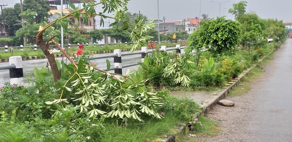 नगरको सौन्दर्यमा लगातार प्रहार, को होला तिलोत्तमाको शत्रु