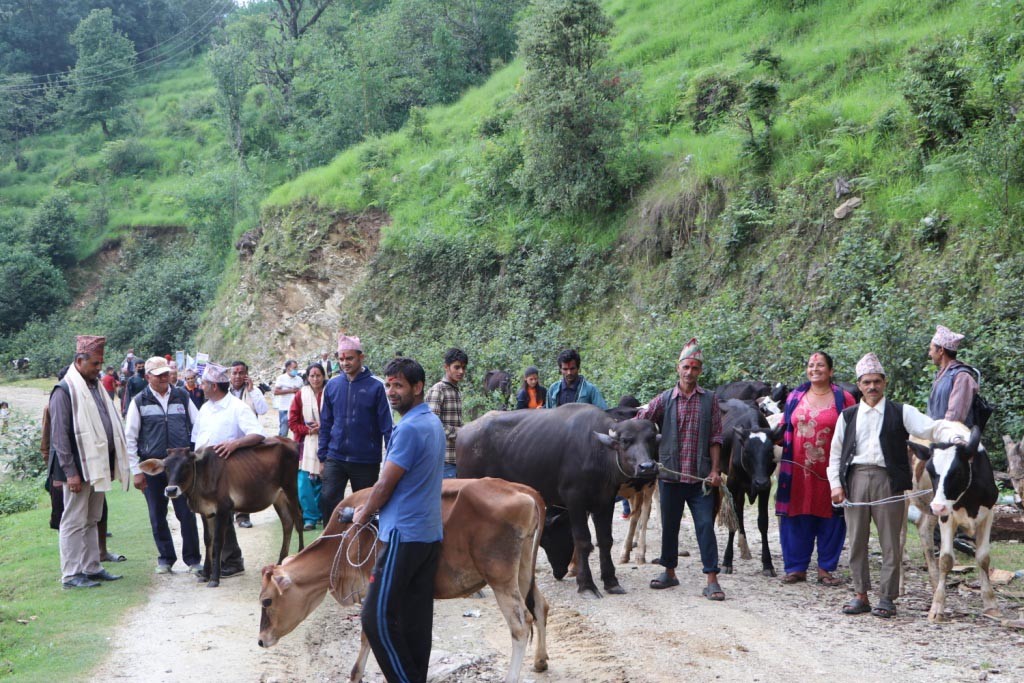 किसानलाई उन्नत जातका गाई भैसी वितरण : अनुदान दुरुपयोग गरे सुविधा रोक्का