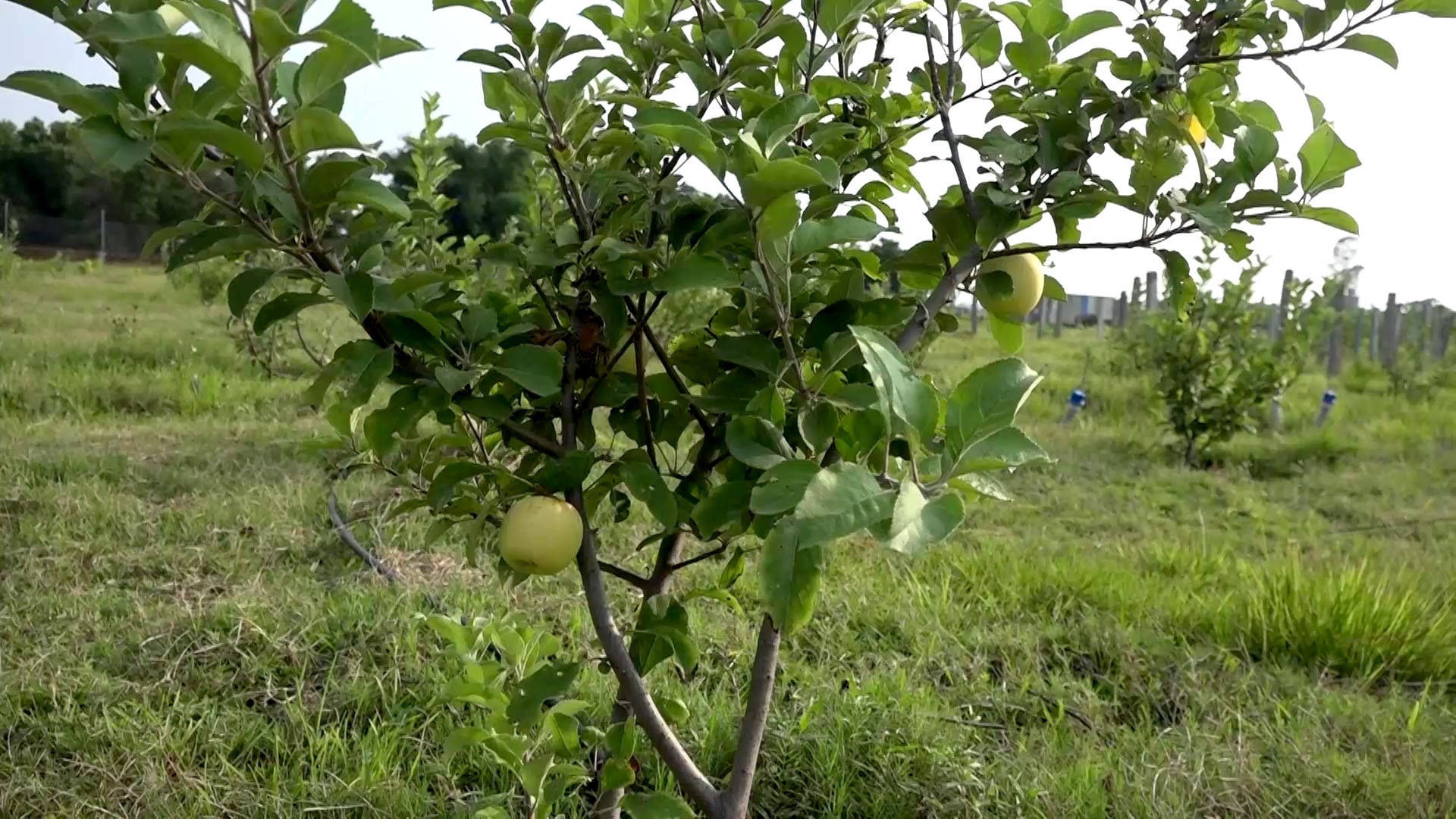 तराईको गर्मीमा स्याउ फलाउँदै आशा