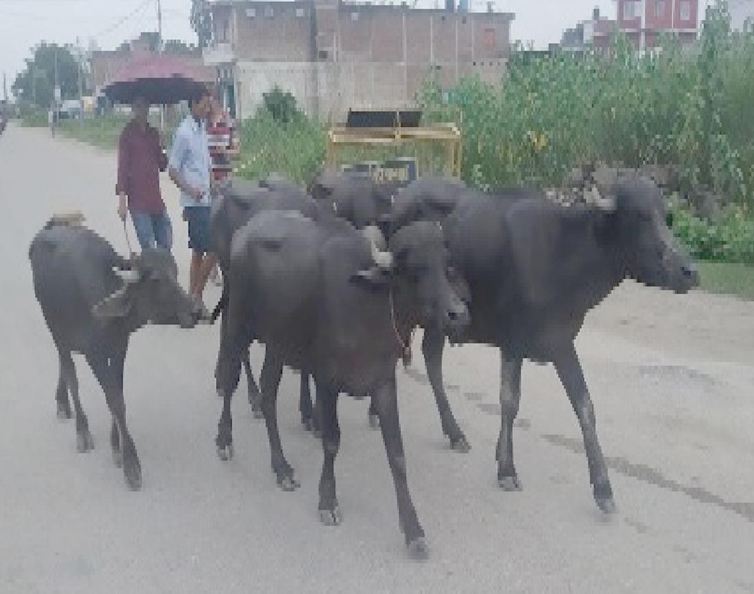 भारतबाट अवैध रुपमा ल्याइएका ३० पाडापाडी कपिलवस्तुमा समातिए