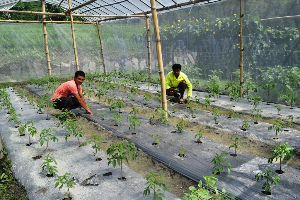 आयआर्जन वृद्धिका लागि आधुनिक कृषि प्रणाली अपनाउँदै पाल्पाका कृषक