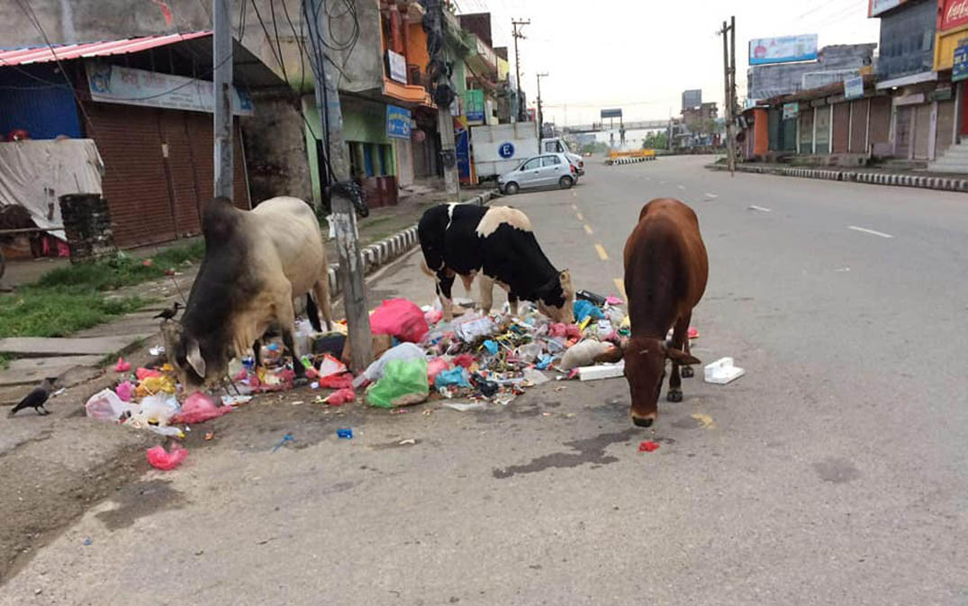 भैरहवामा छाडा चौपायाले बढाए दुर्घटना र फोहोर (तस्वीरहरु)