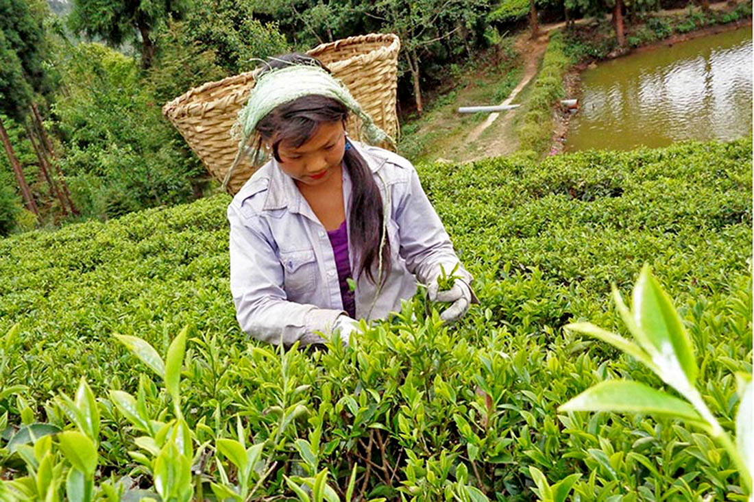 अब विश्व बजारमा ‘नेपाल टी’, १२ कम्पनीले लोगो पाउँदै