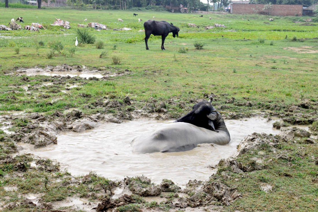 टालटुल पारेर सकियो खेलमैदानको बजेट, कतै भैसीचरन, कतै धानखेती