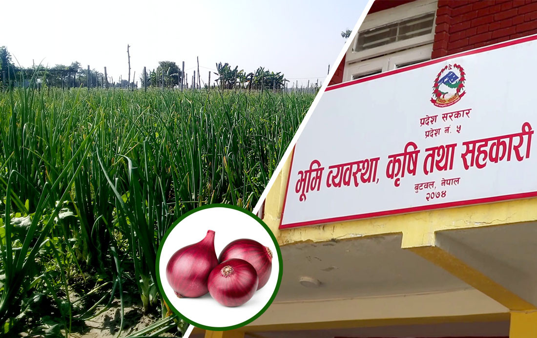 प्रदेश ५ मा प्याज र लसुनको मिसन कार्यक्रम आउँदै, ७० प्रतिशतसम्म अनुदान दिने तयारी