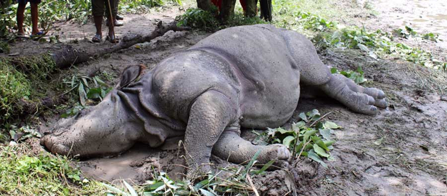 Male rhino dies in Chitwan National Park