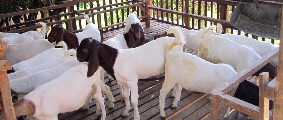 74 thousand goats in Parsa vaccinated against PPR