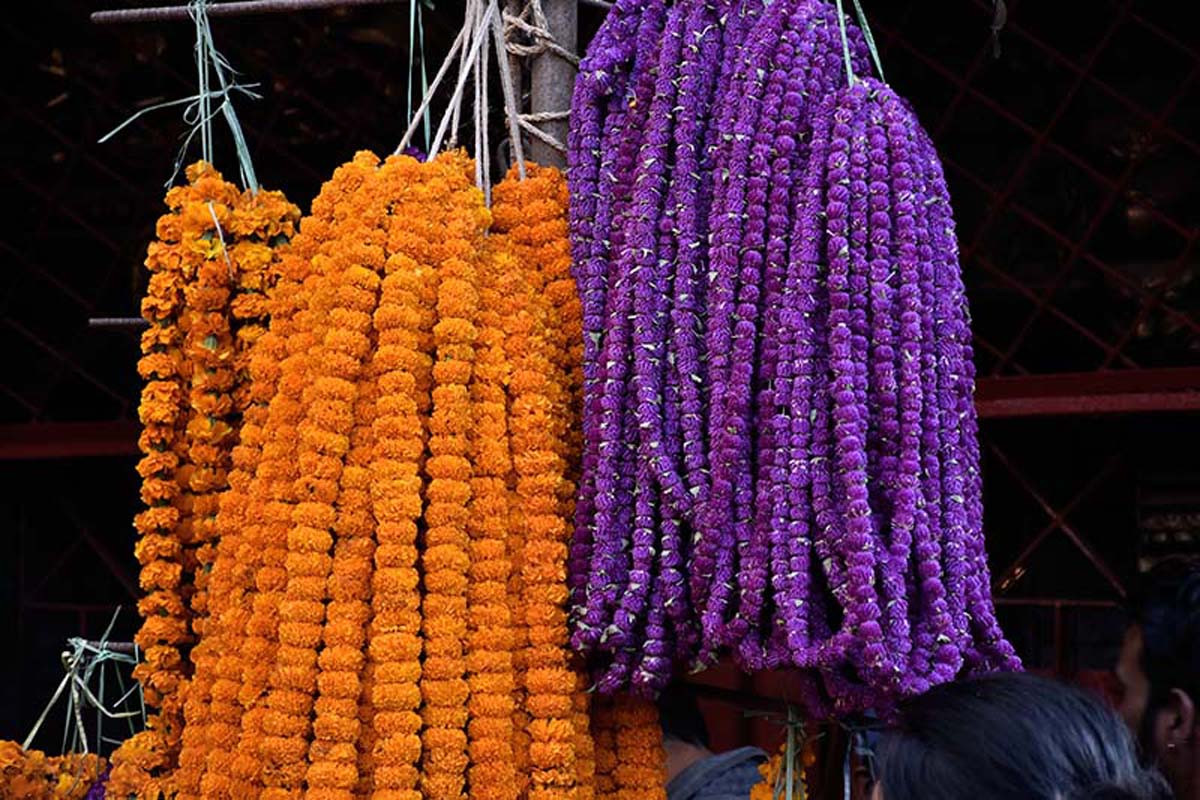 तिहारका लागि मागअनुरुप फूल उत्पादन, यसपालि भारतबाट नल्याइने