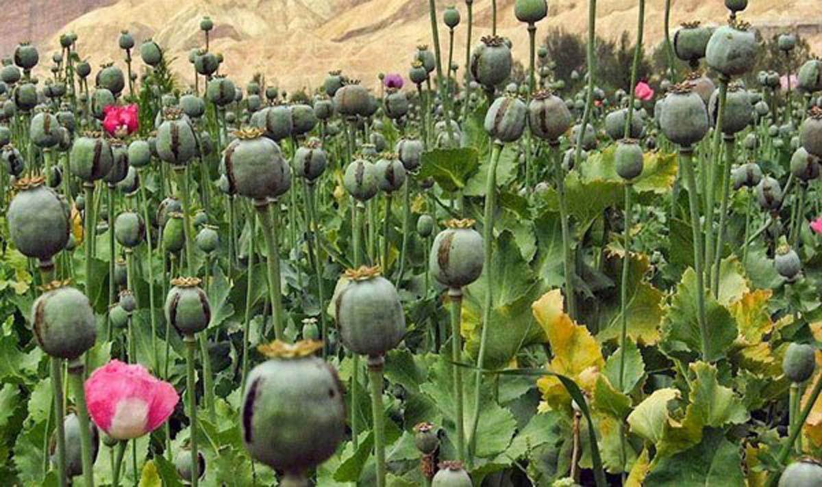 एघार रोपनीमा लगाइएको अफिम खेती नष्ट