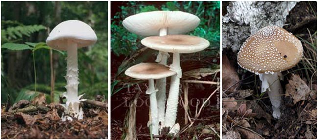 जङ्गली च्याउ खाँदा बुटवलमा १५ जना बिरामी