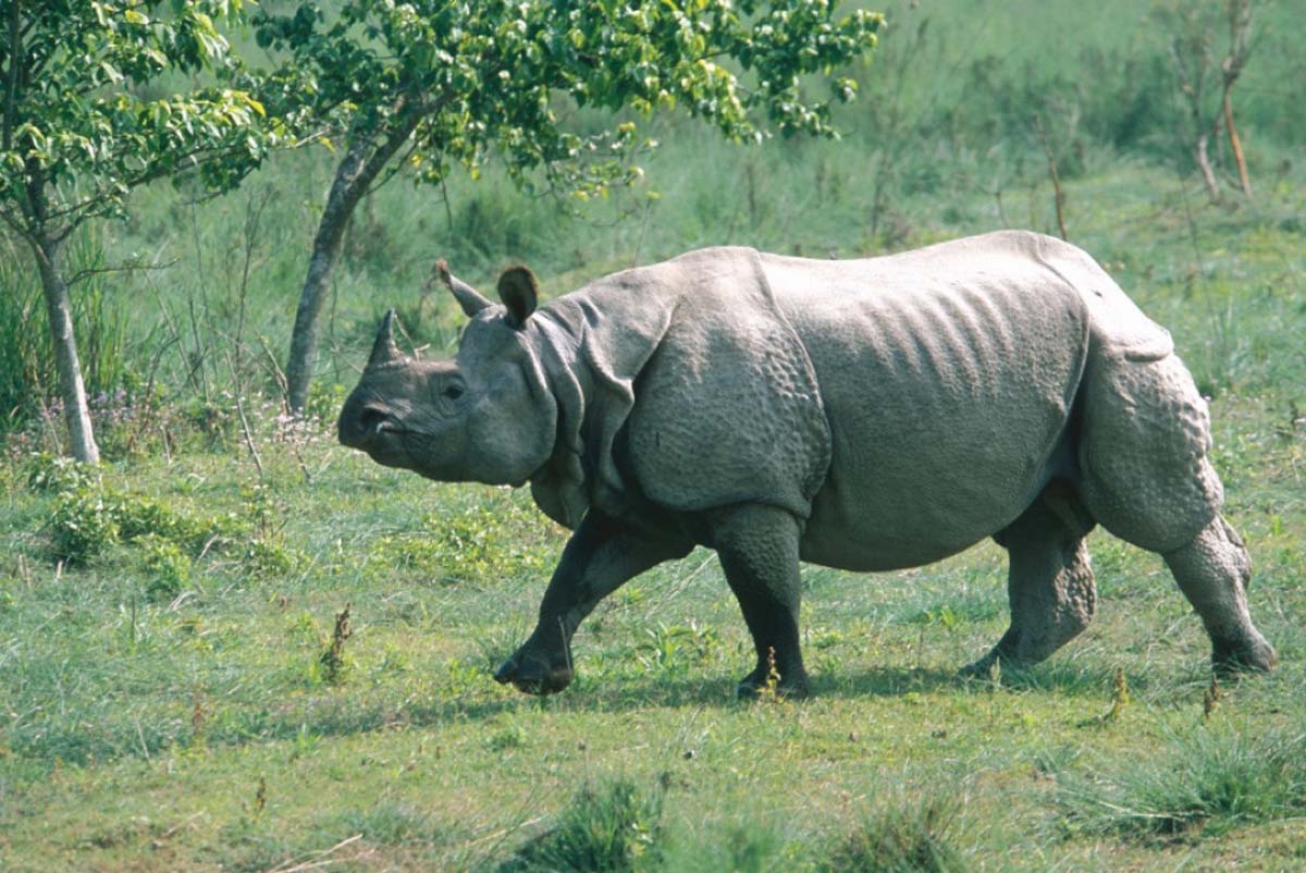 गैँडाको आक्रमणबाट एक पुरूषकाे मृत्यु
