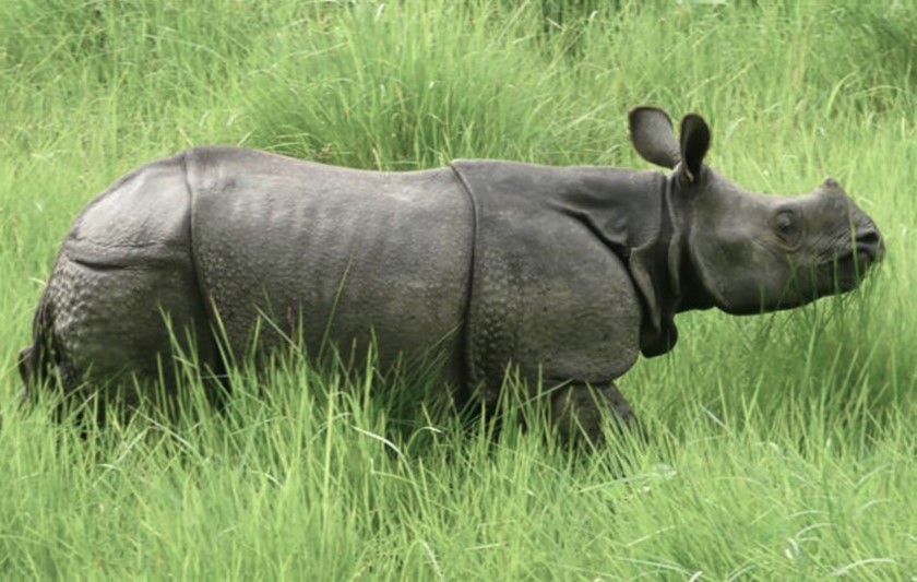 Woman injured in rhino attack