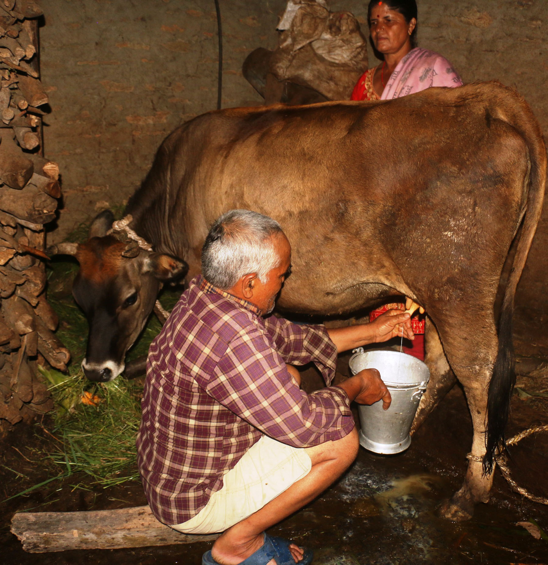 गाईले नब्याउँदै दूध दिन थालेपछि‍‍‍‍‍‍‍‍....