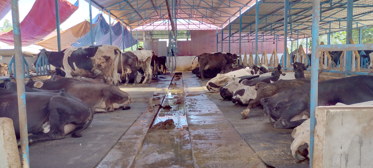 २० करोड लगानीमा गाईपालन