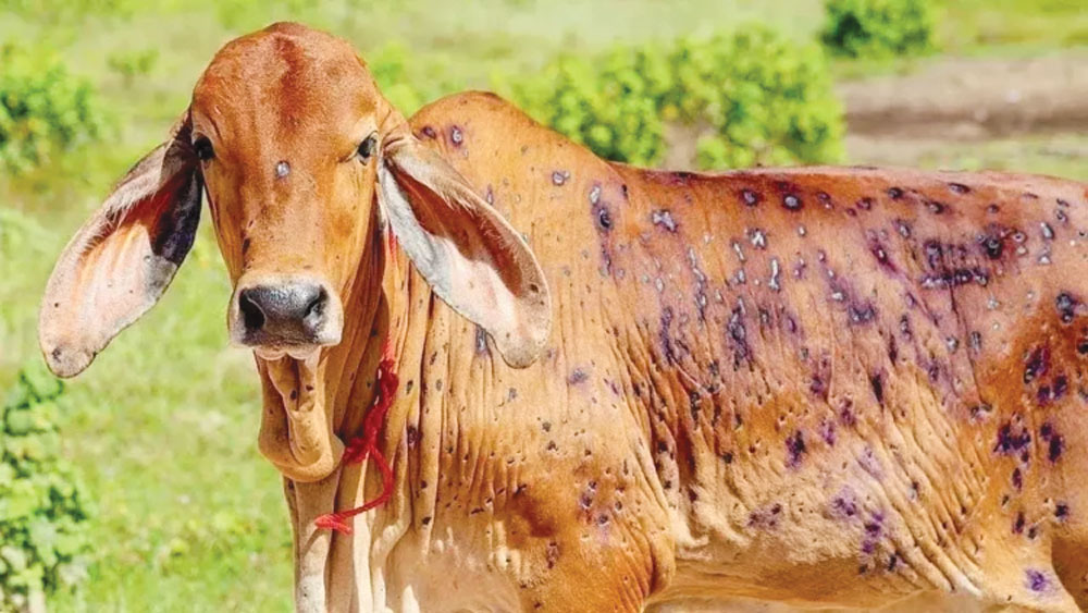 लम्पीस्किनको संक्रमणबाट मधेस प्रदेशमा एक हजार सात सय पशुचौपाया मरे