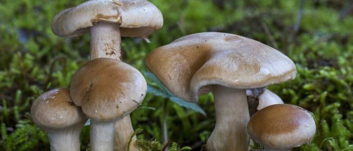 विषालु च्याउ खाँदा गुल्मीमा तीन जना बिरामी