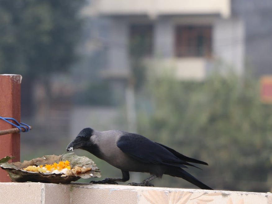 काग तिहार मनाइदै