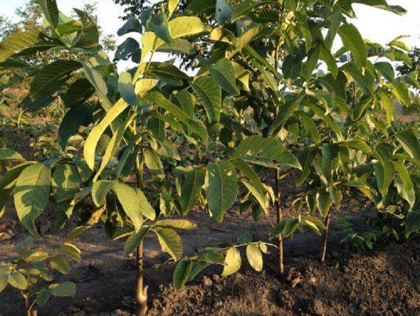 टर्कीबाट ल्याइएका ओखरको बिरुवा अनुदानमा कृषकलाई वितरण