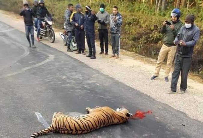 कारको ठक्करबाट पाटेबाघ मर्‍यो
