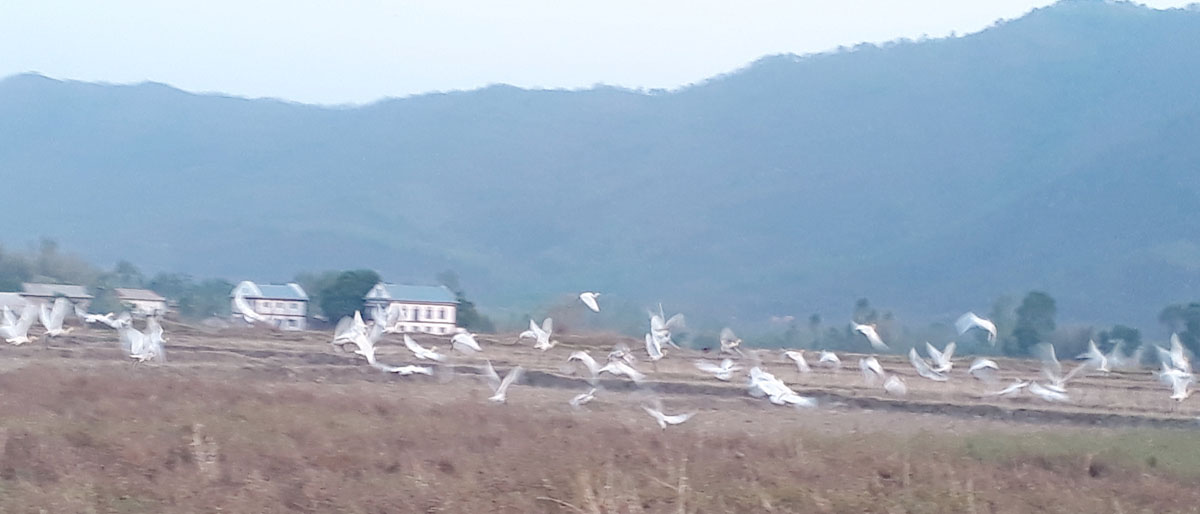 आहाराको खोजीमा बकुला