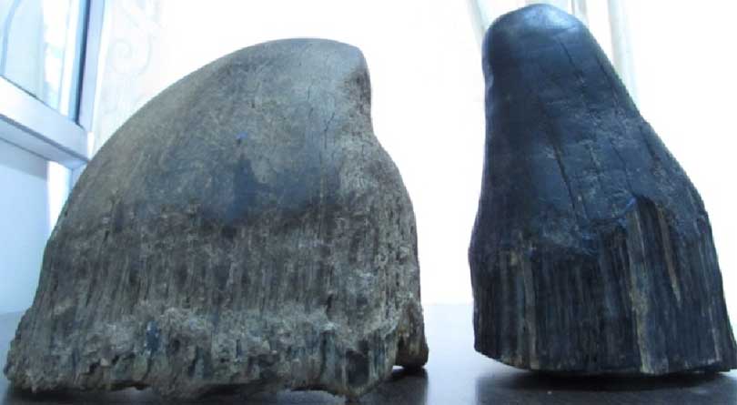 खागको प्रतिकात्मक तस्विर