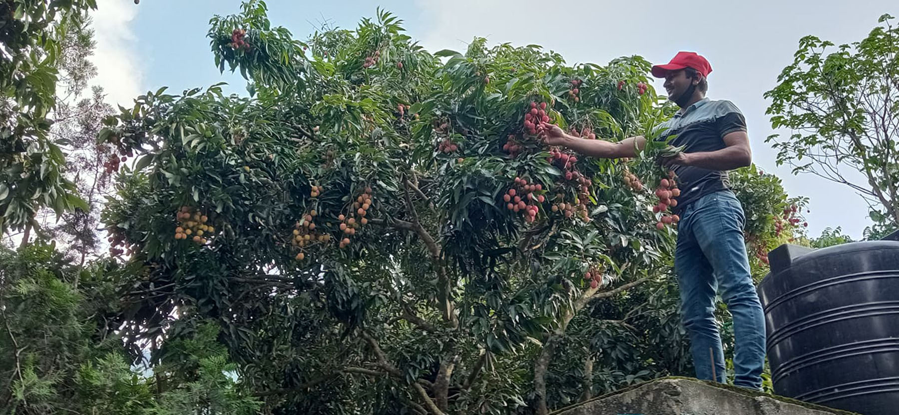 स्याङ्गजाको चापाकोट नगरपालिका निर्दिममा बोटमा पाक्दै गरेको लिचि टिप्दै युवा । तस्वीर: सुशीला रेग्मी, रासस